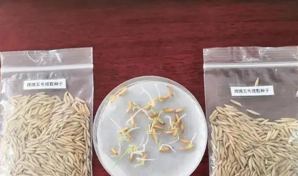 上天的水稻发芽了